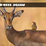 Wild Deer Jigsaw